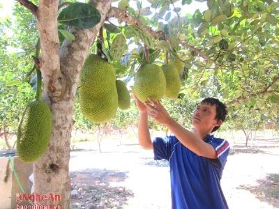 Trồng mít Thái trên đất Nam Đàn: dễ trồng, múi to, thơm ngon và ngọt