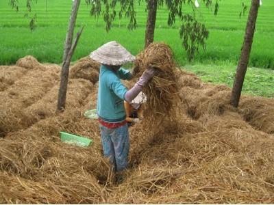 Biện pháp xử lý rơm rạ để hạn chế lúa bị ngộ độc hữu cơ