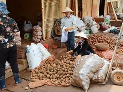 Cấm cửa nông sản Trung Quốc núp bóng hàng Việt