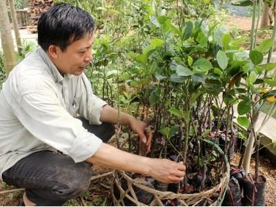 Một nông dân trồng 100 cây mít không hạt