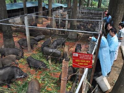 Trang trại lợn, gà rừng hữu cơ lớn nhất Việt Nam