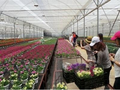 Dalat Hasfarm xuất khẩu hoa sang Nga