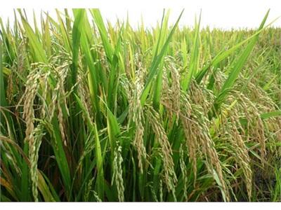 Nhu Cầu Chuyển Đổi Giống Lúa Chất Lượng Cao Kháng Được Sâu Bệnh Của Nông Dân