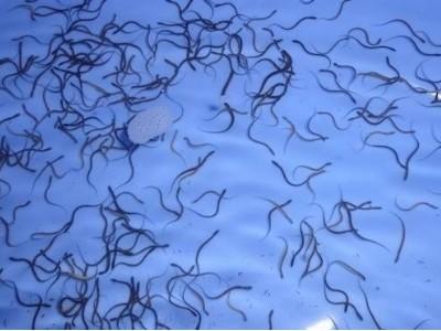 Kỹ thuật ương nuôi lươn giống từ nguồn sinh sản bán nhân tạo
