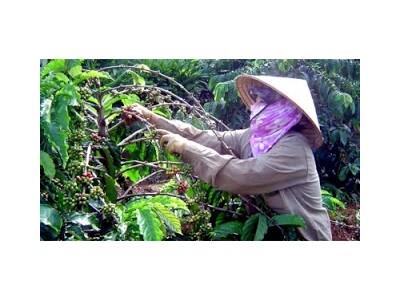 Nhiều người bị rắn lục đuôi đỏ cắn khi thu hoạch cà phê