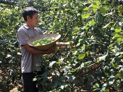 Phát triển kinh tế từ giống táo Thái Lan