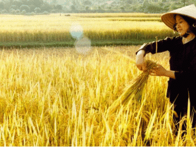 Tia hy vọng cho hạt ngọc Việt
