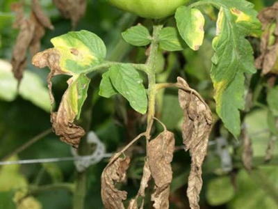 Một số loại bệnh hại trên cây cà chua