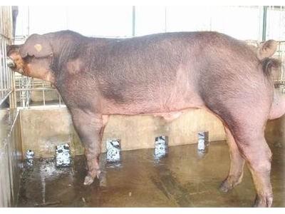 7 dạng vô sinh ở lợn đực giống