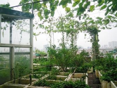 Chủ vườn sân thượng 70 m2 nhàn rỗi nhờ hệ thống tưới 100 nghìn đồng
