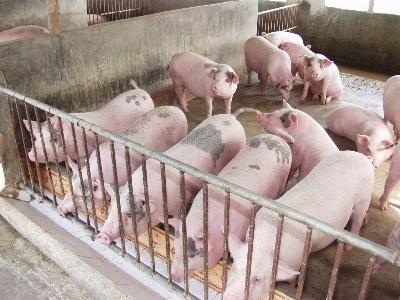 Quy trình sản xuất và phối trộn thức ăn dùng trong chăn nuôi lợn