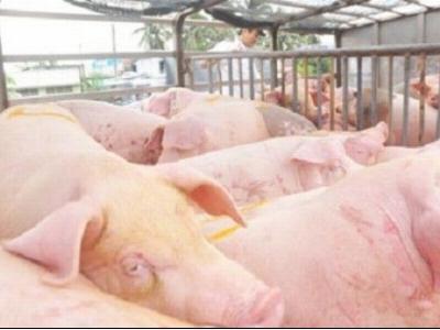 Trong 3h đồng hồ có 14 xe lợn béo được xuất sang Trung Quốc