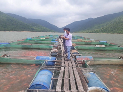 Nâng cao chất lượng cá nuôi trong hồ chứa tại Bình Định