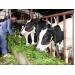 Kỹ thuật chăn nuôi bò lấy sữa sau đẻ