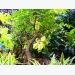 Cây khế bonsai đẹp miễn chê kiếm tiền triệu mỗi gốc nhờ áp dụng trồng đúng cách