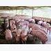 Giá thịt lợn thế giới tuần qua tăng mạnh