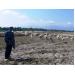 Bí quyết giúp đàn cừu béo tốt vào mùa nắng hạn