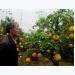 Hà Nội: Thu hàng trăm triệu từ việc ghép “cây ngũ quả”