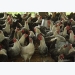 Kỹ thuật nuôi gà Ai Cập siêu trứng giúp người nông dân 'tiền đẻ ra tiền'