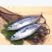 Giá cá ngừ, giá tôm hùm tại Phú Yên 31-01-2020