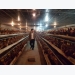 Cầu kỳ trang trại nuôi gà hướng tới đẻ trứng Omega 3