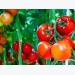 Kỹ thuật trồng cây và bón phân cho cây cà chua ăn không hết quả