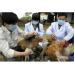 Quảng Nam Tiêm 460 Nghìn Liều Vacxin Cúm A/H5N1 Cho Gia Cầm