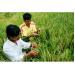 Sẽ Sản Xuất Giống Lúa 800 USD/tấn Cơ Hội “Thăng Hạng” Cho Gạo Việt