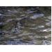 Lai Châu chủ trương phát triển nuôi cá nước lạnh