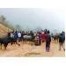 Si Ma Cai (Lào Cai) triển khai dự án chăn nuôi gia súc chất lượng cao