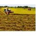 Cần nhân rộng mô hình liên kết sản xuất tiêu thụ lúa gạo cho nông dân