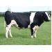 Mối liên quan giữa hàm lượng selen trong sữa với sức khoẻ bầu vú của bò sữa