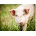 Ngũ cốc được lưu trữ trong kho kín làm tăng khả năng tiêu hóa chất dinh dưỡng ở lợn nuôi vỗ béo