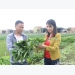 Trồng cải thảo dược từ hỗ trợ của JICA, nông dân Quỳnh Lưu thu khá
