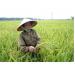 Nông Dân Thạch Thất Điêu Đứng Vì Lúa Lép Hạt Ở Hà Nội