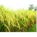 Hơn 300 Nông Dân Tham Gia Dự Án Chuỗi Giá Trị Sản Xuất Lúa Gạo Ở Long Mỹ (Hậu Giang)