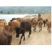 Gia Lai tiếp nhận 1.000 con bò hỗ trợ hộ nghèo