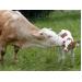 Nghiên cứu mối liên hệ giữa tính khí của gia súc với các đặc tính sản xuất, miễn dịch