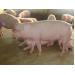 Thức ăn chăn nuôi biến đổi gien ảnh hưởng đến sức khỏe đàn lợn