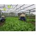 Doanh nghiệp và nông dân hợp tác trồng rau theo chuẩn ISO