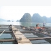 Phát triển nghề nuôi cá lồng bè trên biển tại Quảng Ninh