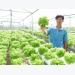 Vườn thủy canh 1.000 m2 ươm 7 loại xà lách ngoại ở An Giang