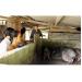 Đánh Giá Mô Hình Nuôi Lợn Đen Bản Địa Tại Mường Khương (Lào Cai)