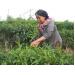 DAP Lào Cai lựa chọn tốt cho nông dân