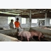 “Chìa khóa” mở thị trường lợn vào Trung Quốc và các nước là gì?
