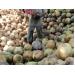 Giá dừa khô giảm gần 25.000 đồng/chục