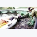 Phát triển cá nước lạnh ở Việt Nam: Cơ hội nhìn từ giống