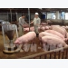 Hiệu quả từ mô hình chăn nuôi lợn bằng chế phẩm sinh học