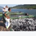 Bình Định: Nông dân làm giàu nhờ nuôi cá lồng