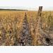 Nguồn cung lúa mì suy giảm trên toàn thế giới